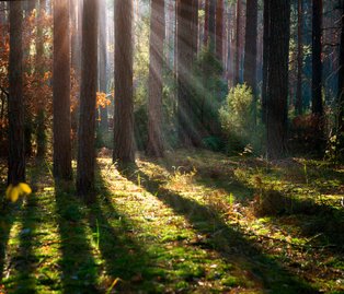 Morgensonne strahlt zwischen Baumstämmen