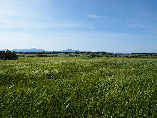 Getreideähren im Wind